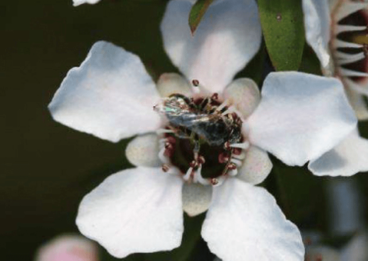 Antibacterial Anti-inflammatory