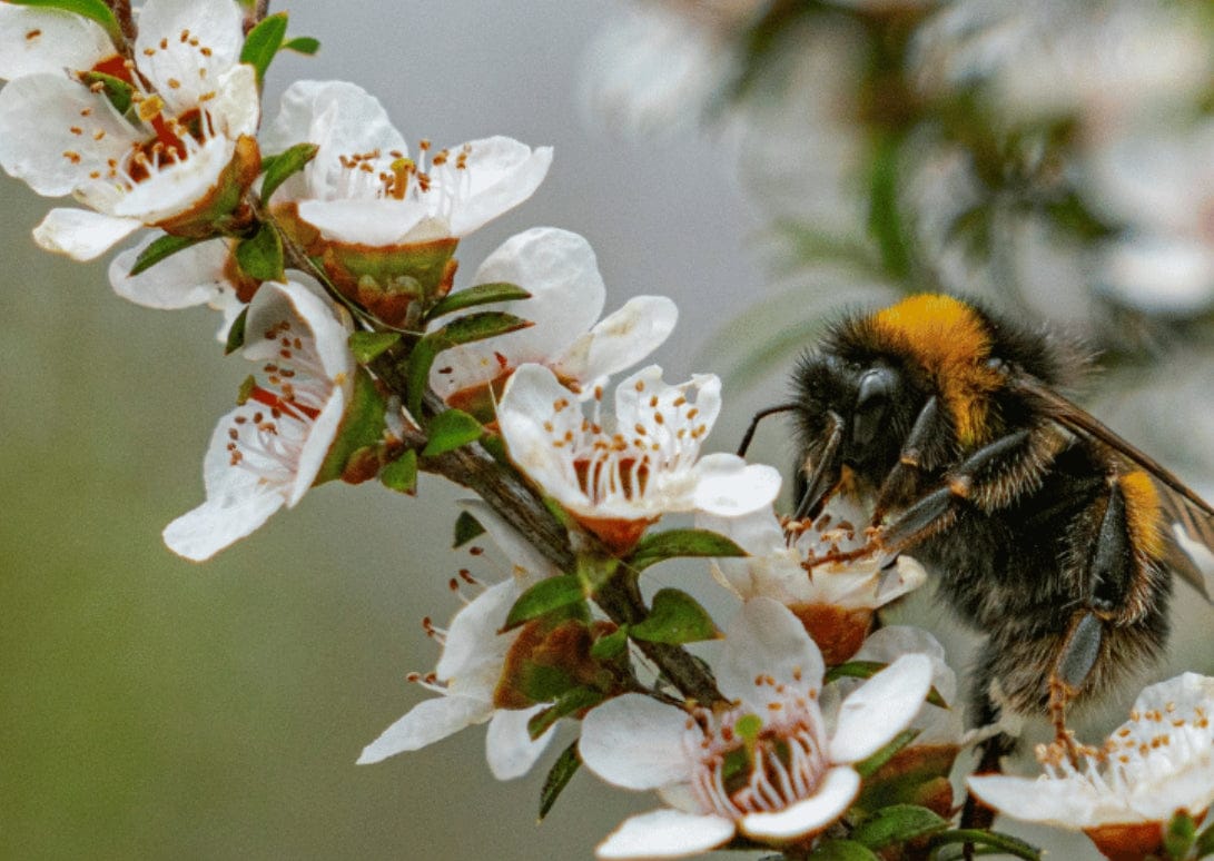 Antibacterial Anti-inflammatory