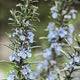 Rosemary Oil